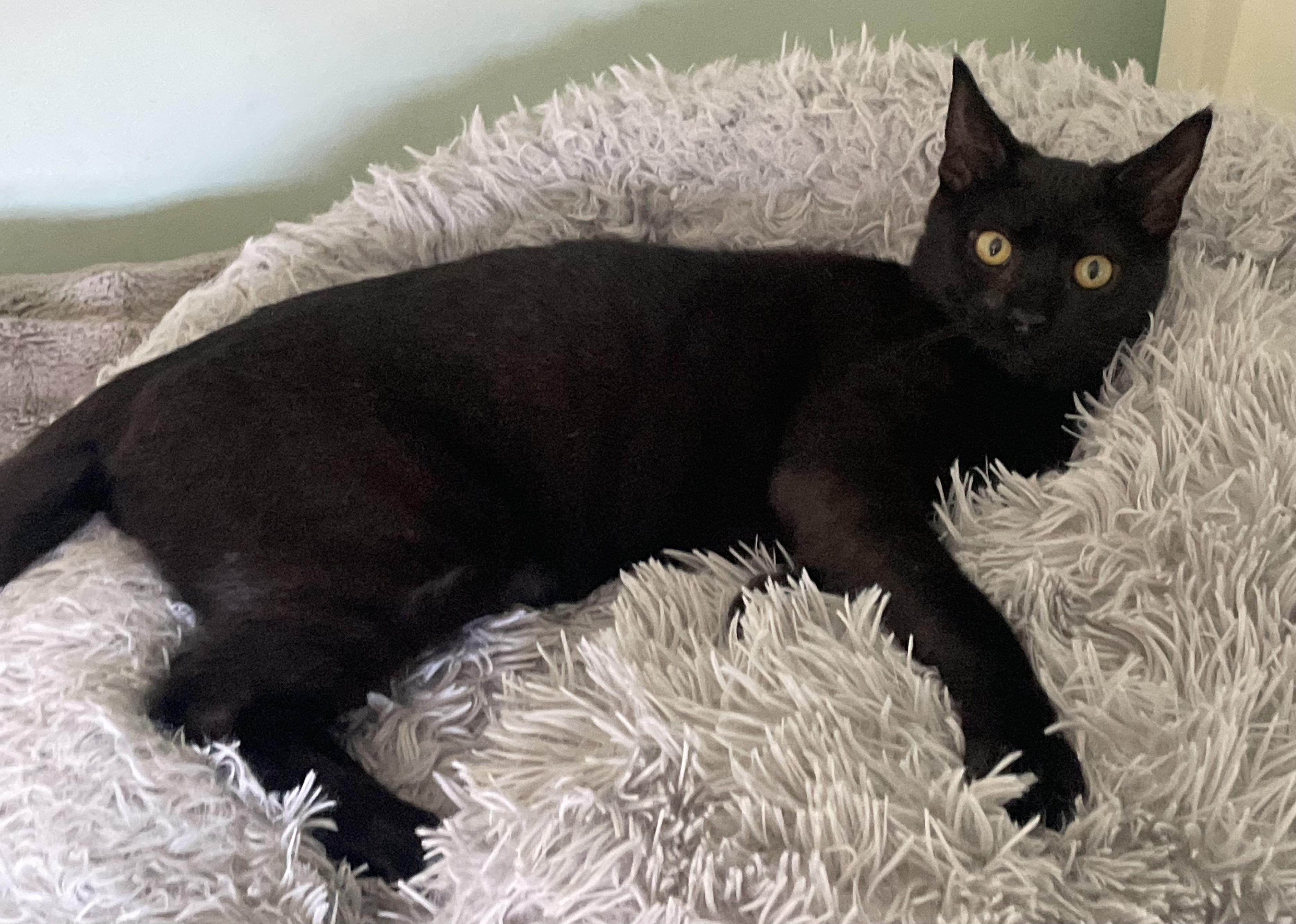 Ralph, Adoptable, Kitten Male Domestic Short Hair.