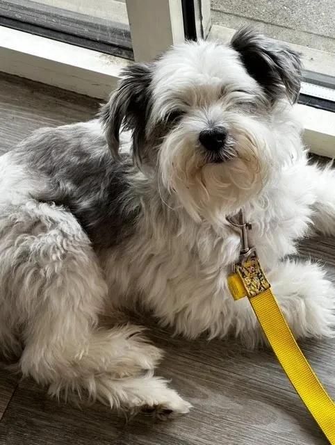 Enlarge Oreo, a Adoptable Maltese in Lindenhurst, NY image 1/1