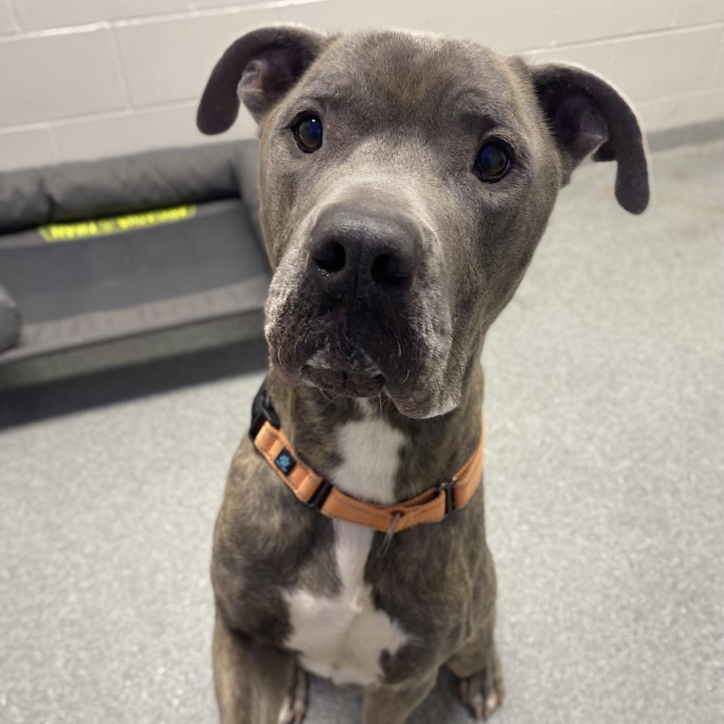 Marlo, Adoptable, Senior Male Mixed Breed.