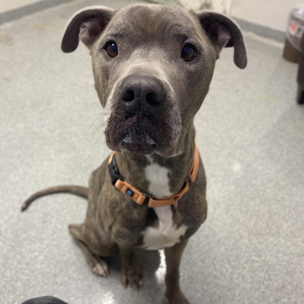 Enlarge Marlo, a Adoptable Mixed Breed in Batavia, OH image 2/5