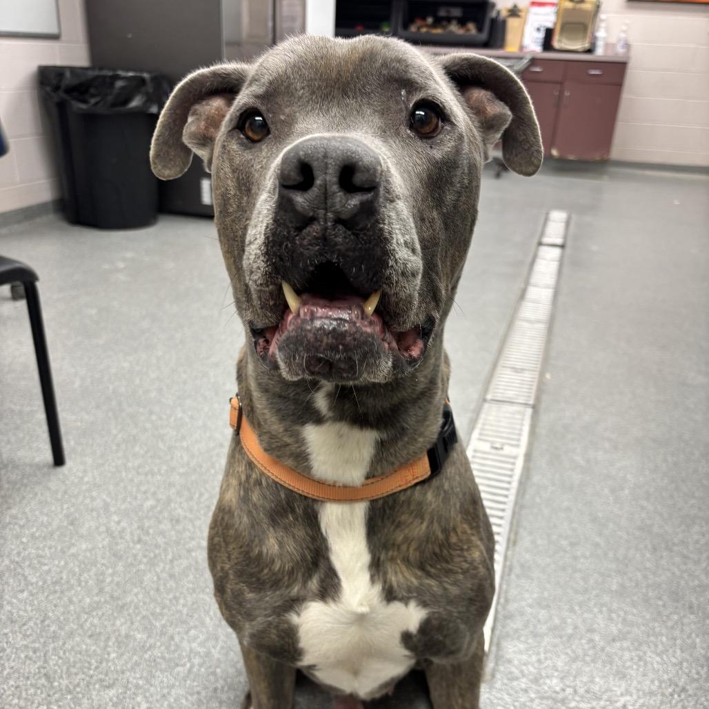 Enlarge Marlo, a Adoptable Mixed Breed in Batavia, OH image 3/5