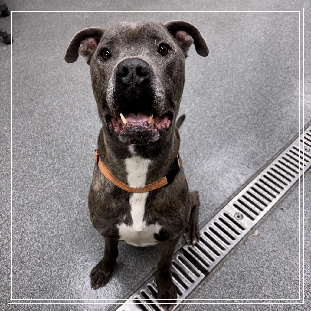 Enlarge Marlo, a Adoptable Mixed Breed in Batavia, OH image 4/5