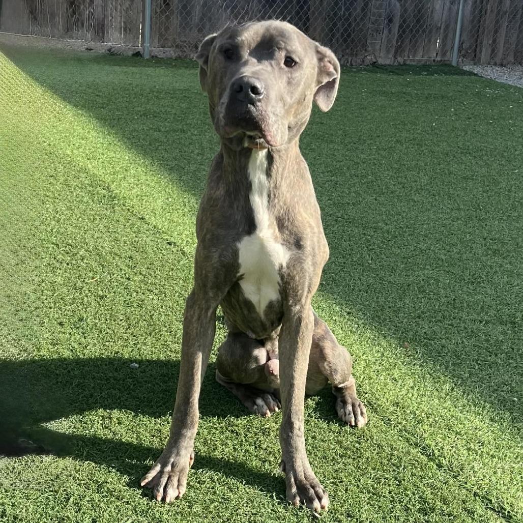 Enlarge Marlo, a Adoptable Mixed Breed in Batavia, OH image 5/5