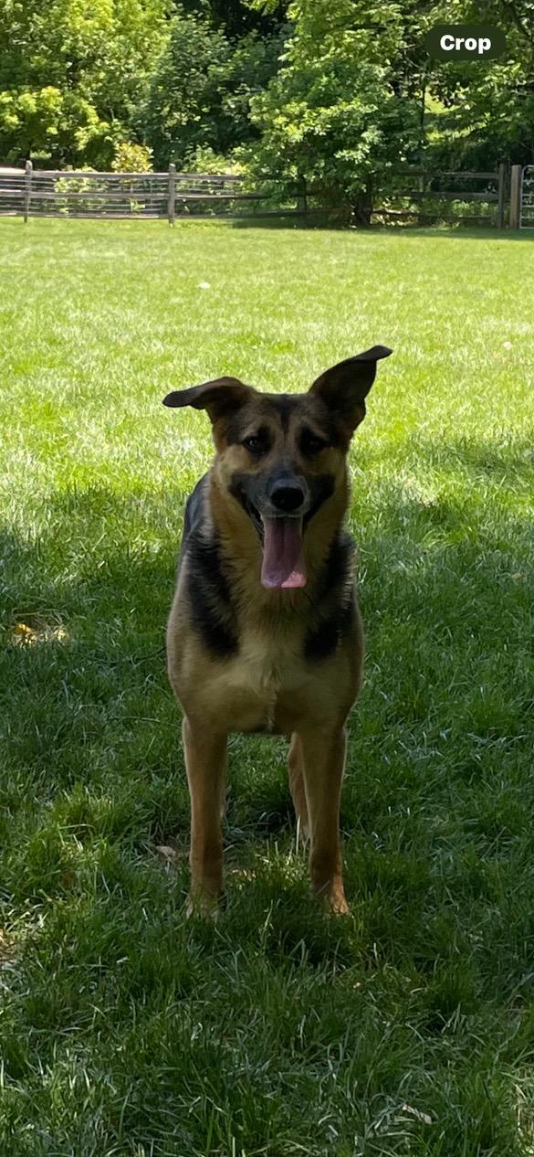 Rosa, a ADOPTABLE mixed breed in Lincoln University, PA image 4/4