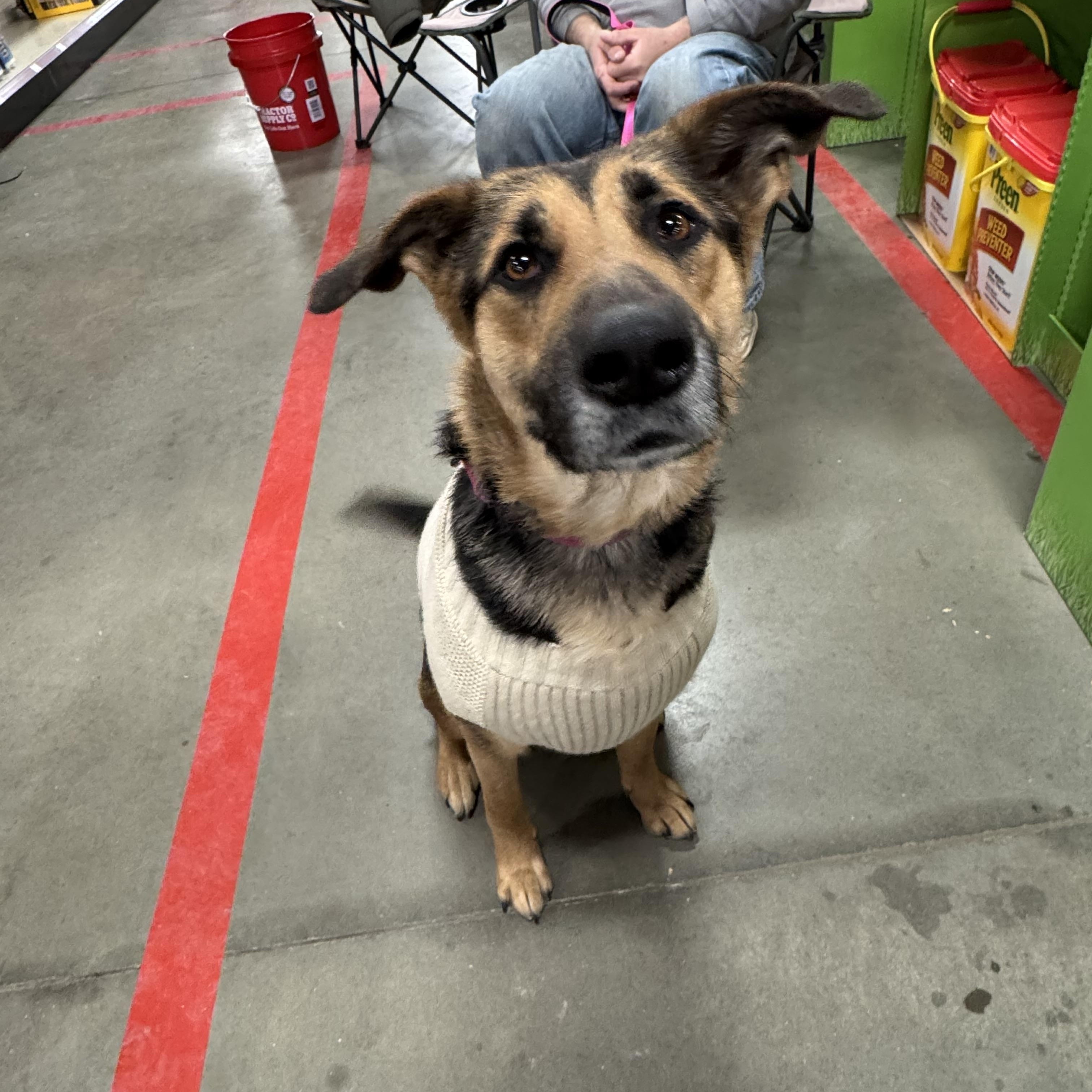 Enlarge Rosa, a ADOPTABLE mixed breed in Lincoln University, PA image 3/5