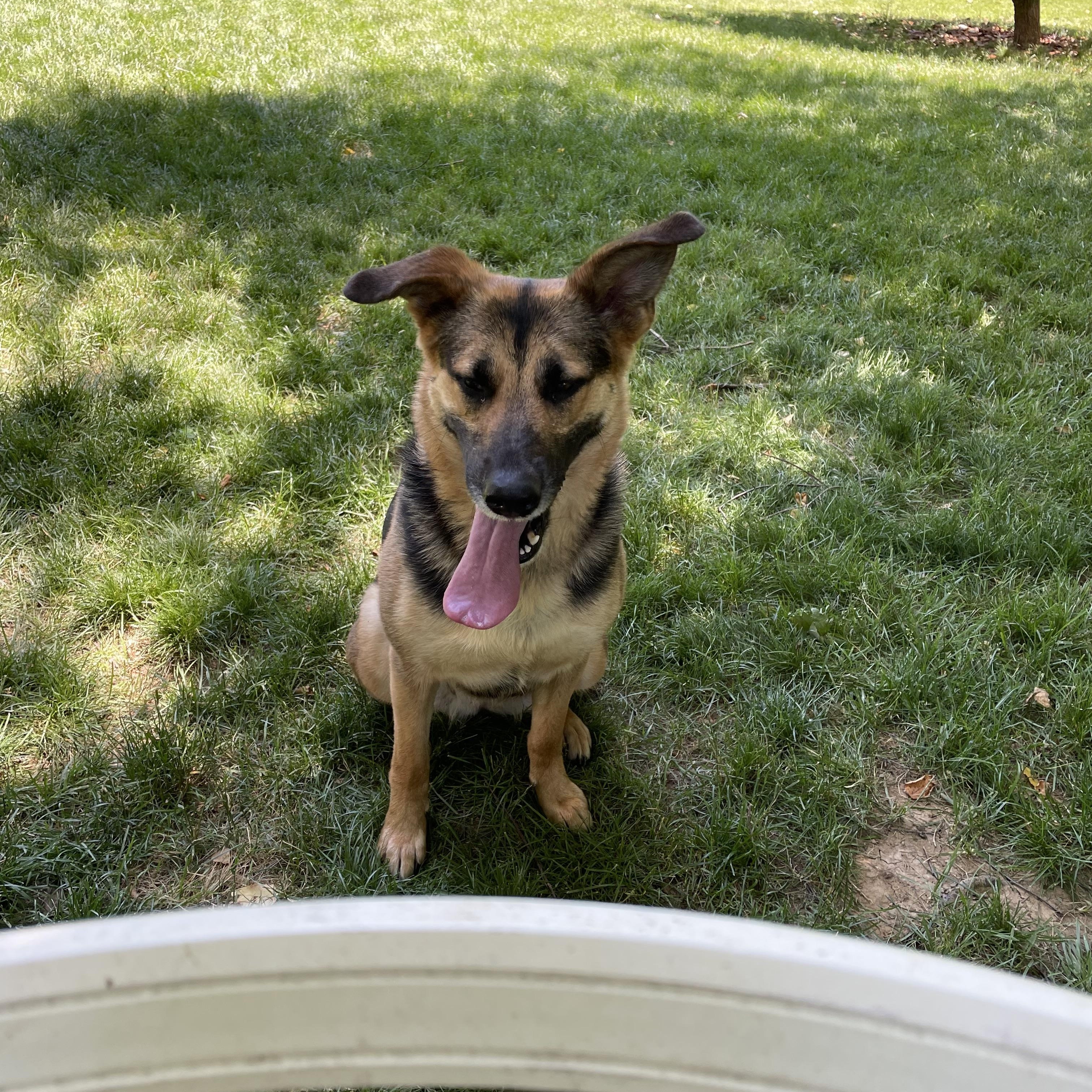 Rosa, a ADOPTABLE mixed breed in Lincoln University, PA image 1/4