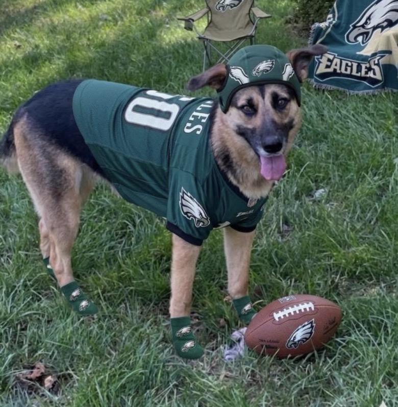 Rosa, Adoptable, Young Female German Shepherd Dog.
