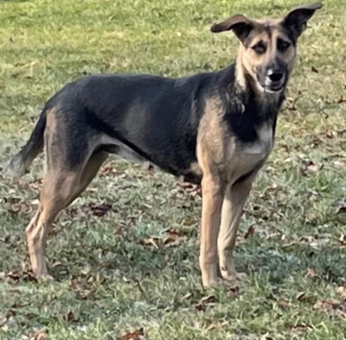 Rosa, ADOPTABLE, Young Female German Shepherd Dog.