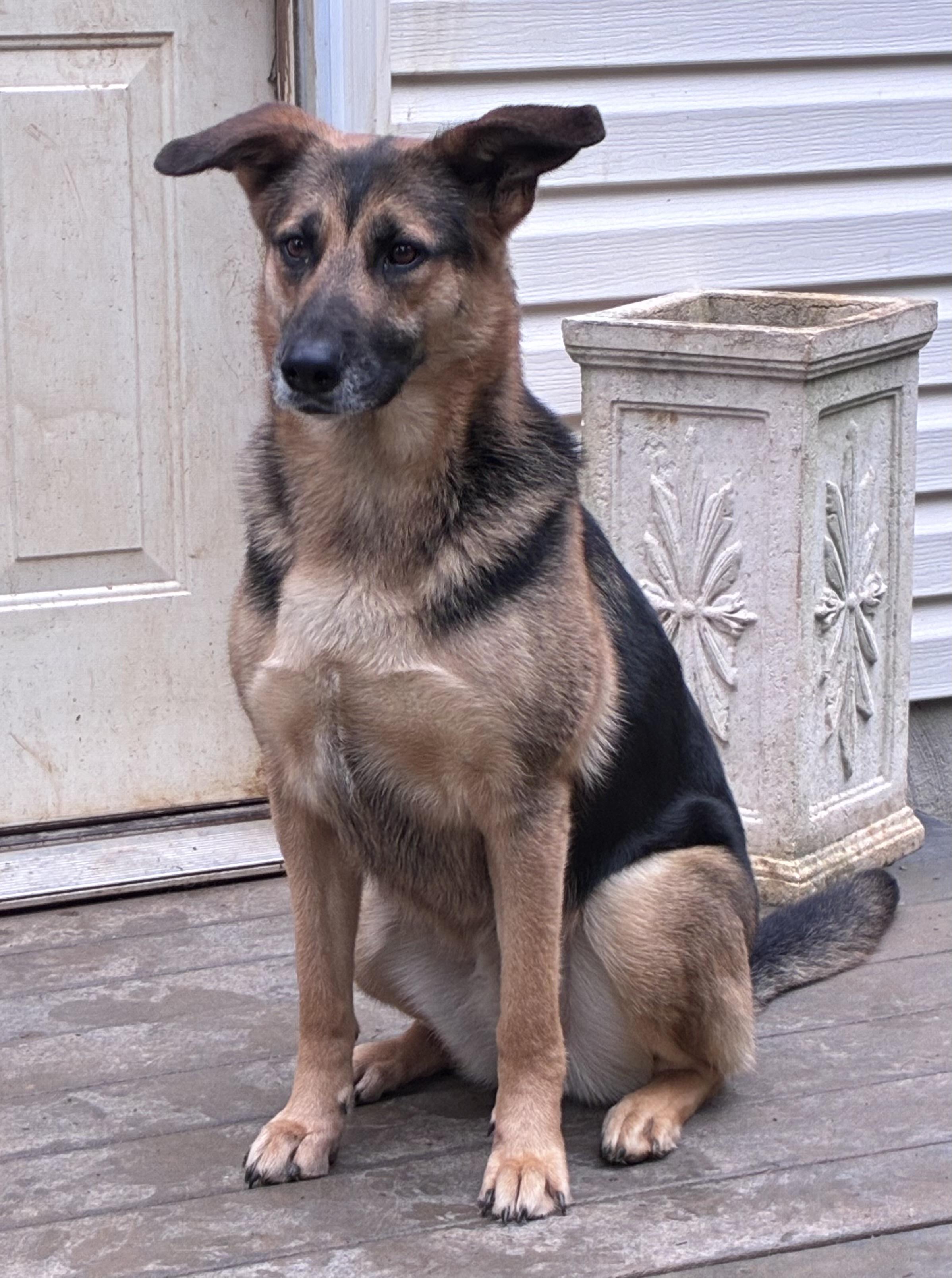 Enlarge Rosa, a Adoptable mixed breed in Lincoln University, PA image 2/6