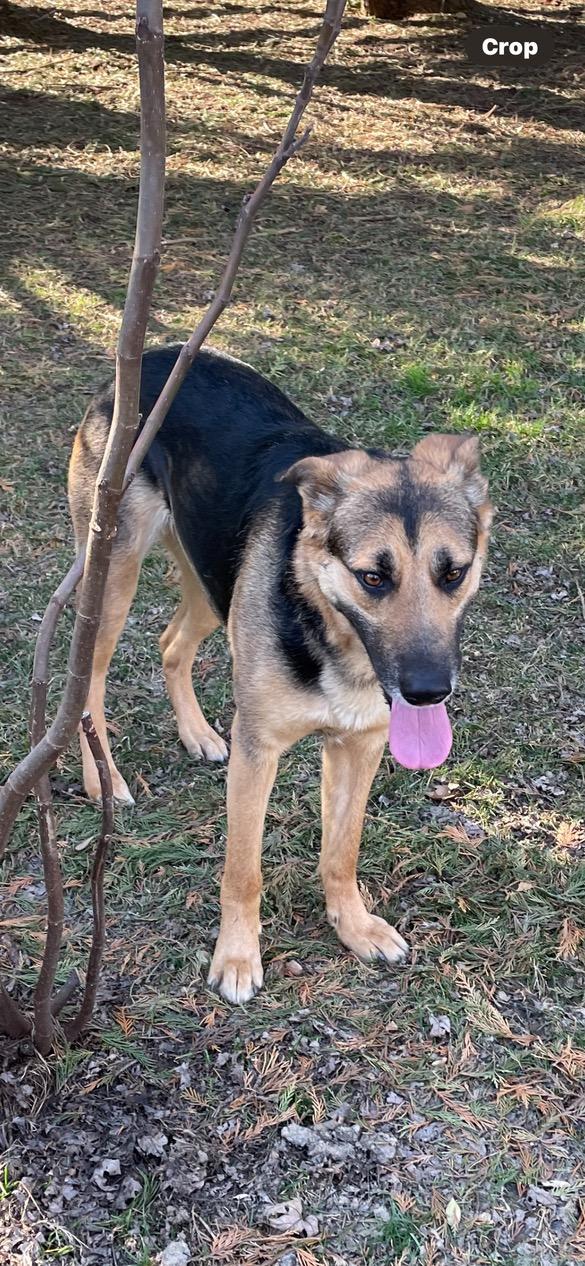 Enlarge Rosa, a ADOPTABLE mixed breed in Lincoln University, PA image 3/3