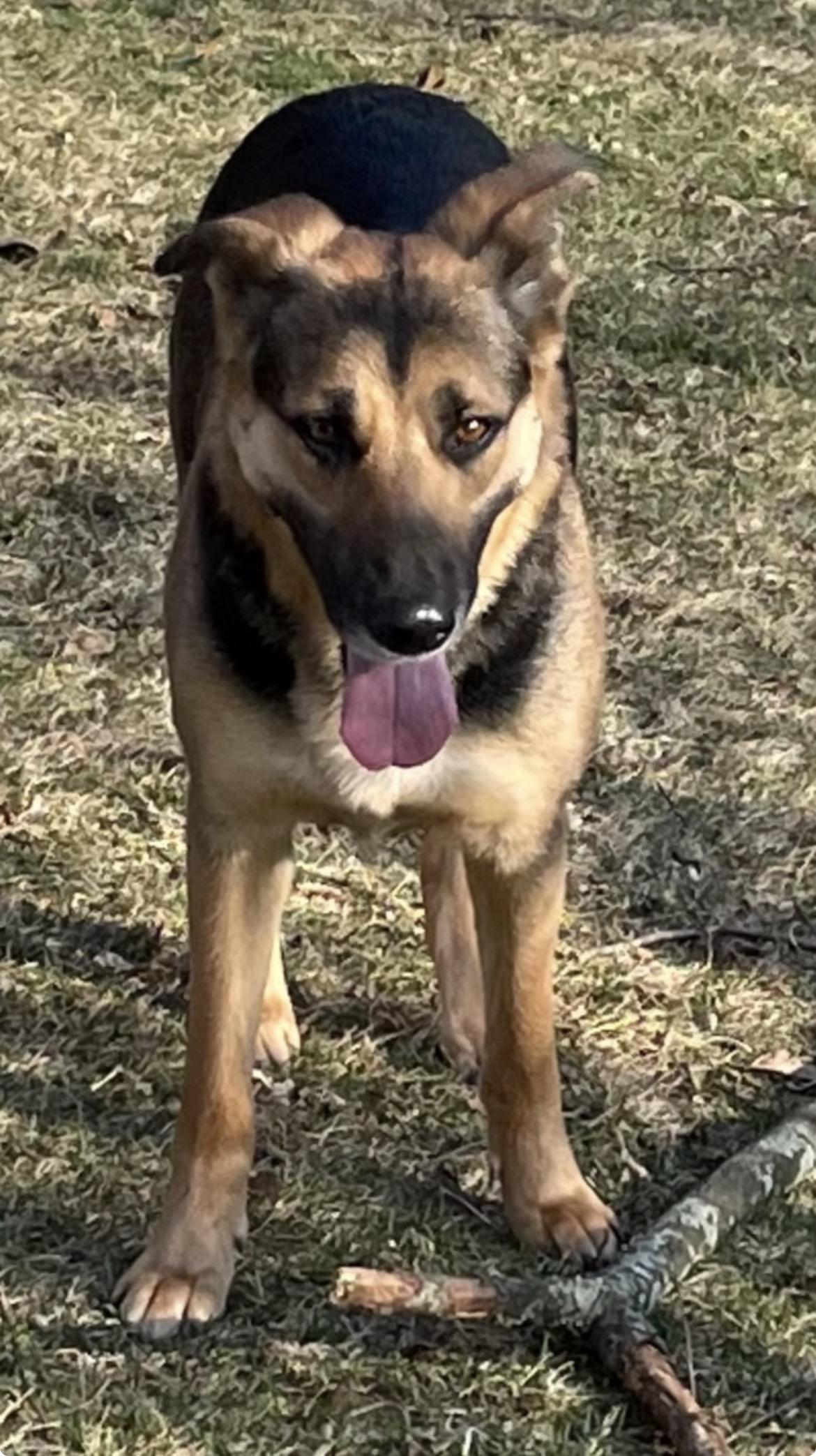 Enlarge Rosa, a ADOPTABLE mixed breed in Lincoln University, PA image 2/3