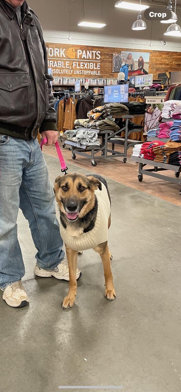 Enlarge Rosa, a ADOPTABLE mixed breed in Lincoln University, PA image 4/5