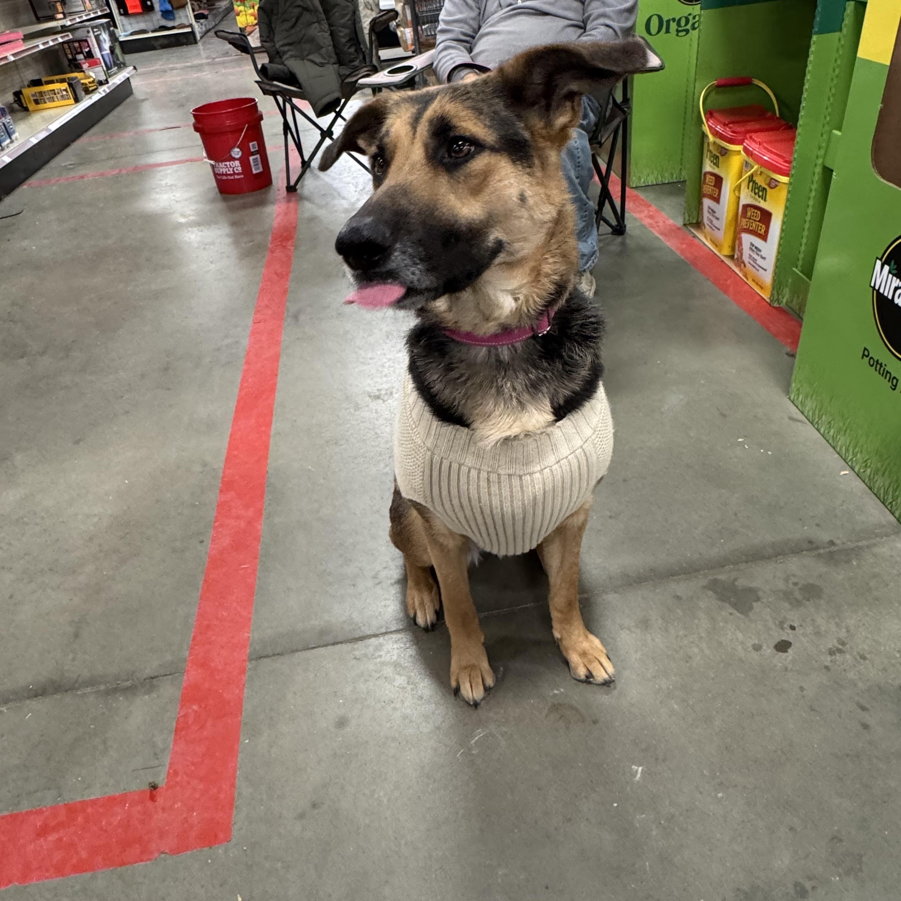 Enlarge Rosa, a ADOPTABLE mixed breed in Lincoln University, PA image 1/5