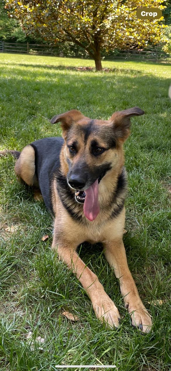 Rosa, a ADOPTABLE mixed breed in Lincoln University, PA image 3/4