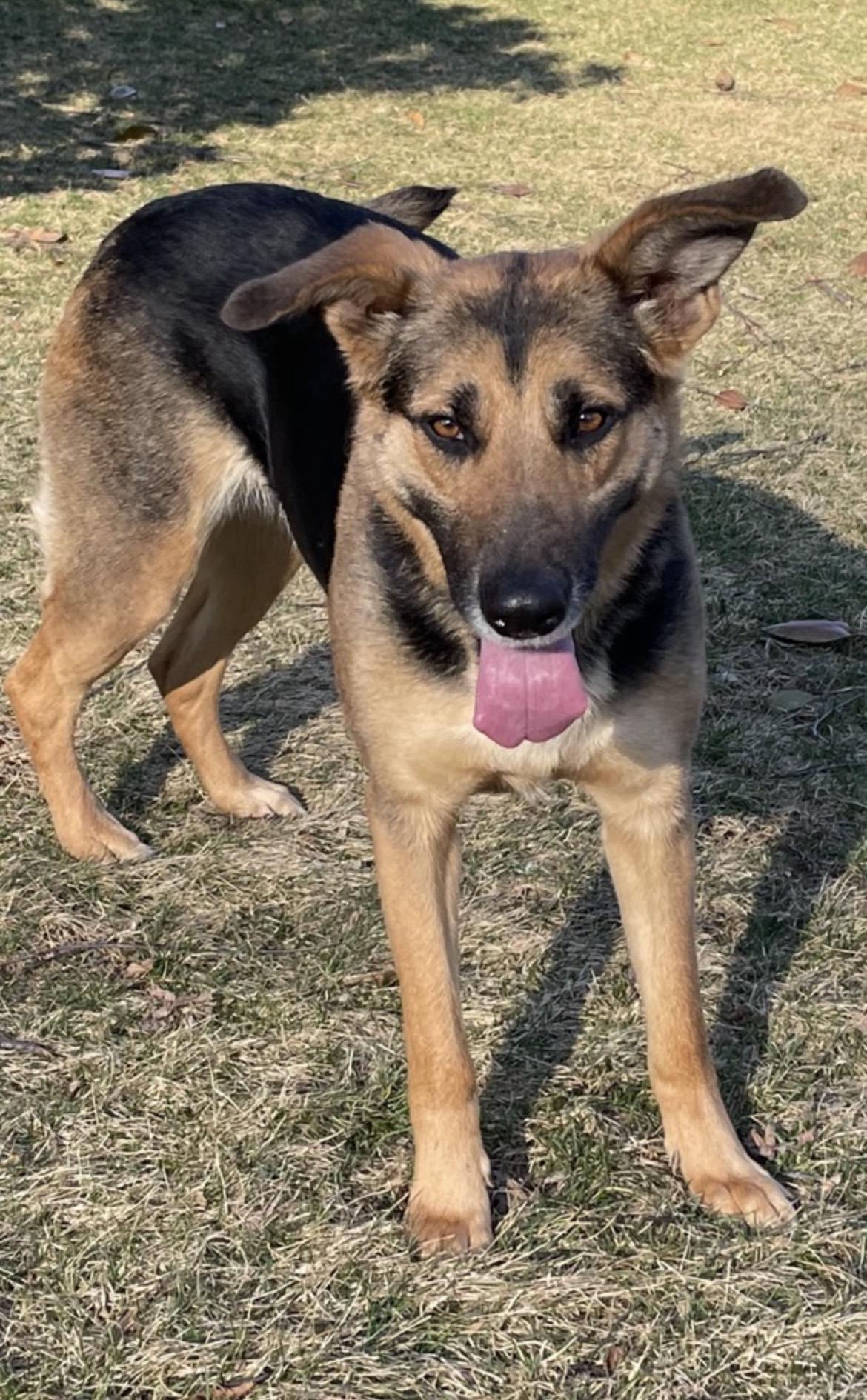 Enlarge Rosa, a ADOPTABLE mixed breed in Lincoln University, PA image 1/3