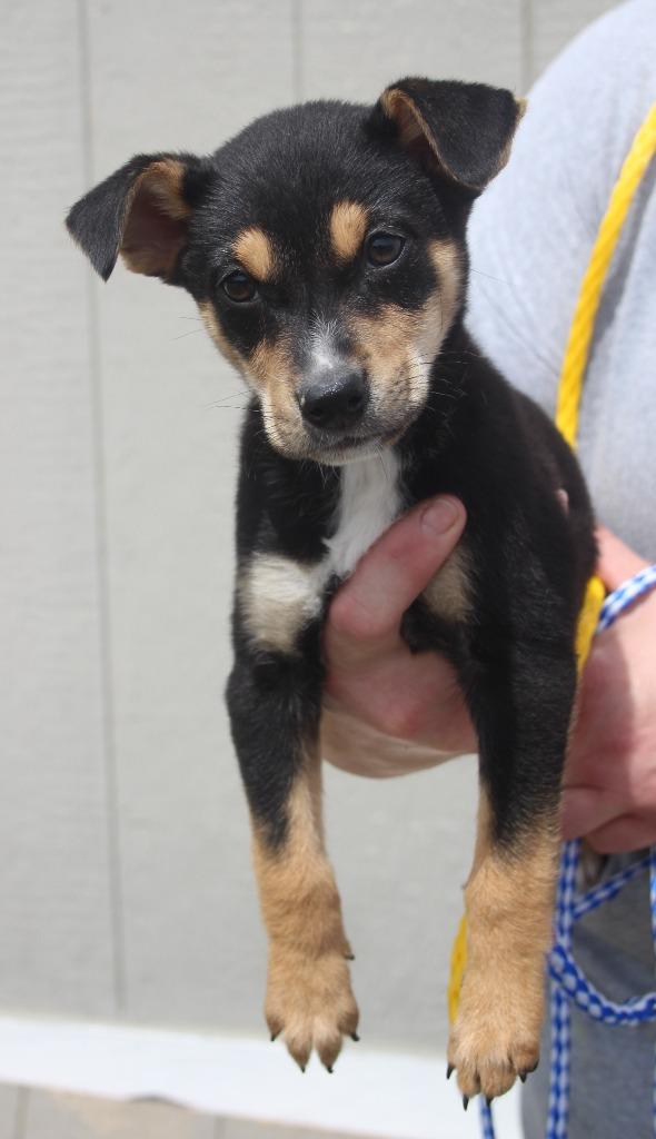 Enlarge Dora, a Adoptable mixed breed in Vacaville, CA image 1/1