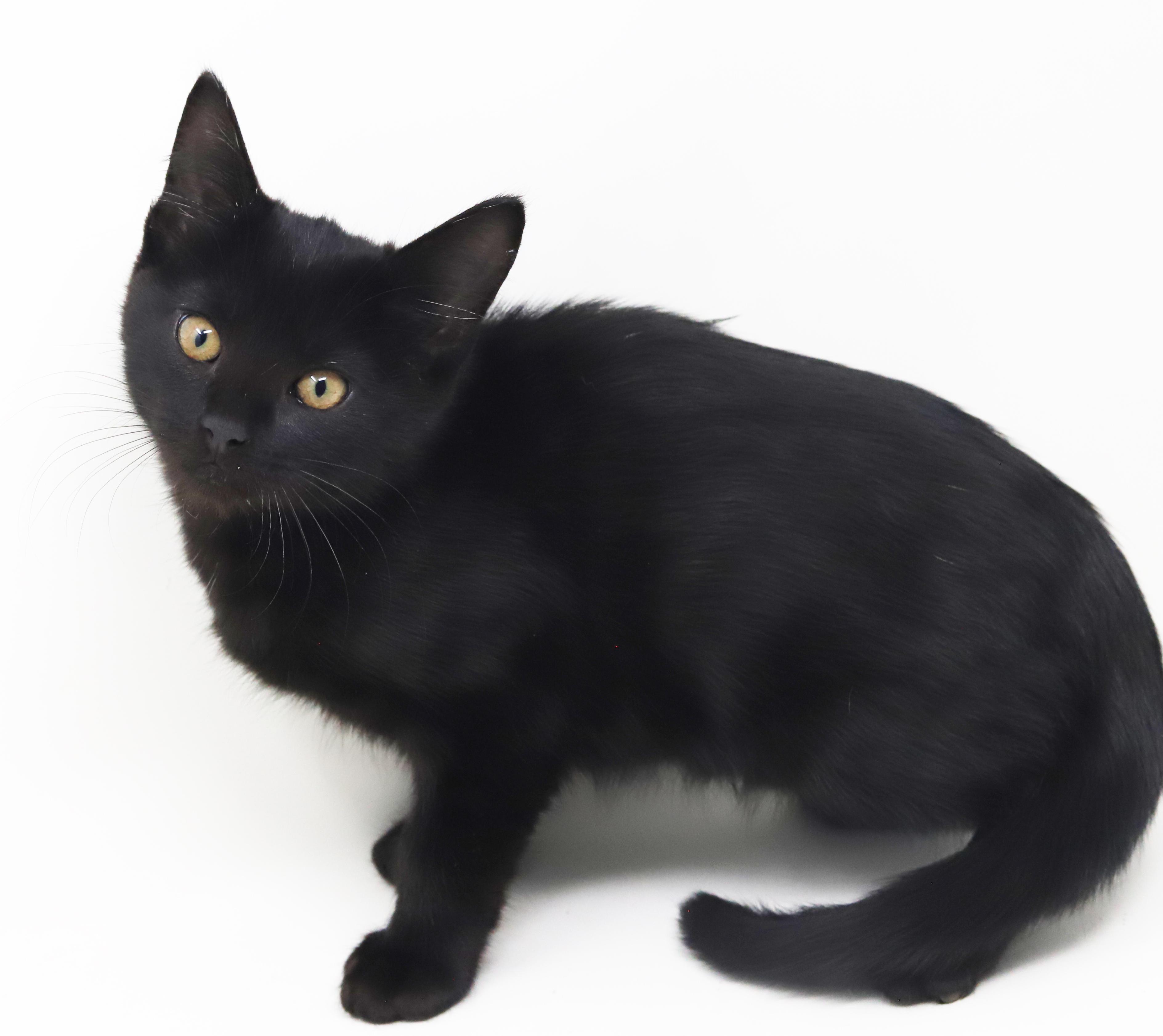 Enlarge Julep is a JOY! Sweetest kitten ever!   , a Adoptable Bombay in Bedford Hills, NY image 6/6