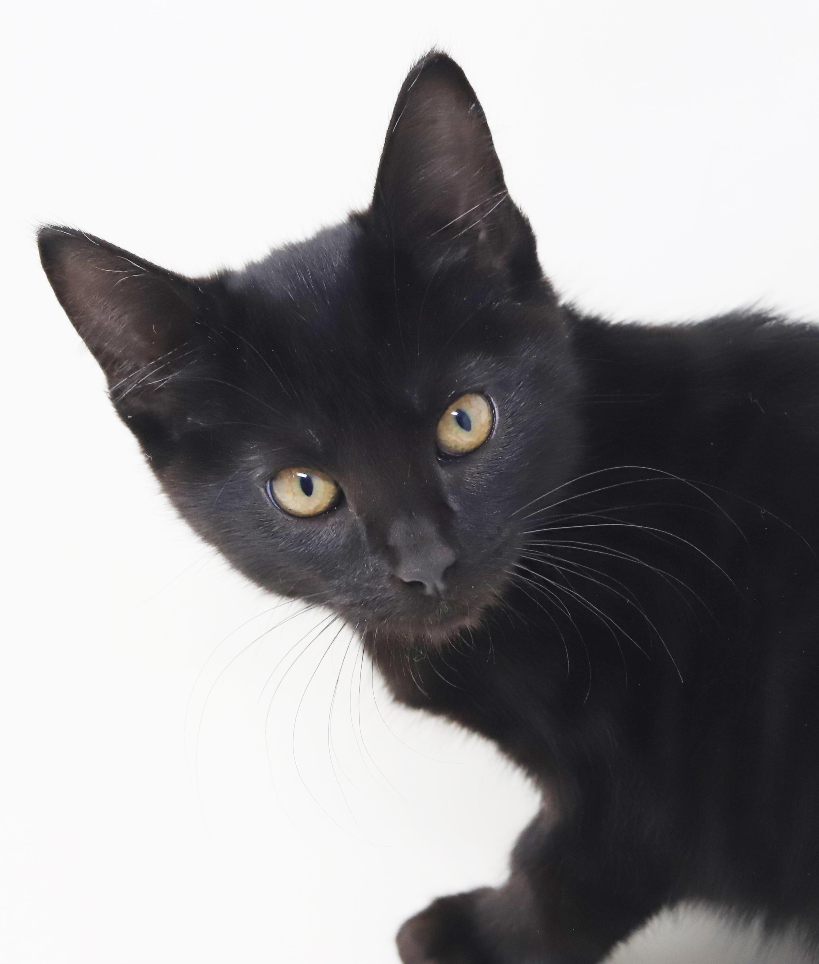 Enlarge Julep is a JOY! Sweetest kitten ever!   , a Adoptable Bombay in Bedford Hills, NY image 3/6