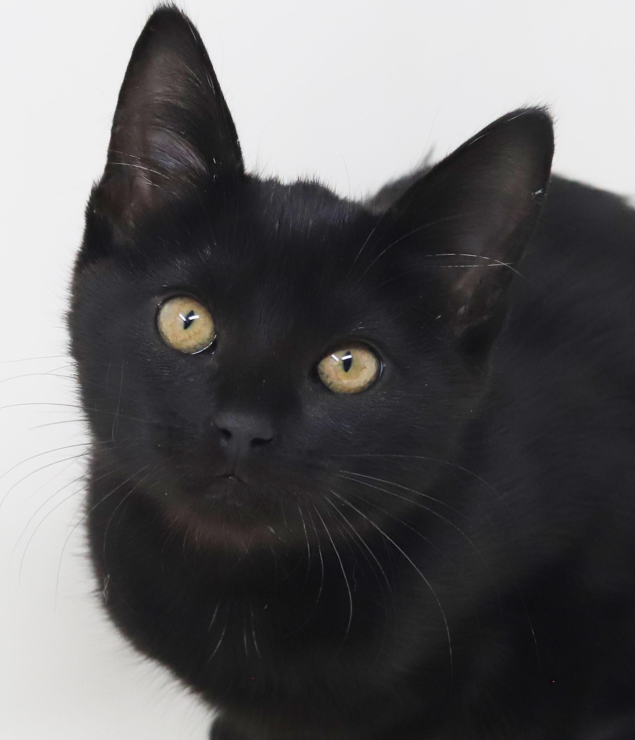 Enlarge Julep is a JOY! Sweetest kitten ever!   , a Adoptable Bombay in Bedford Hills, NY image 2/6