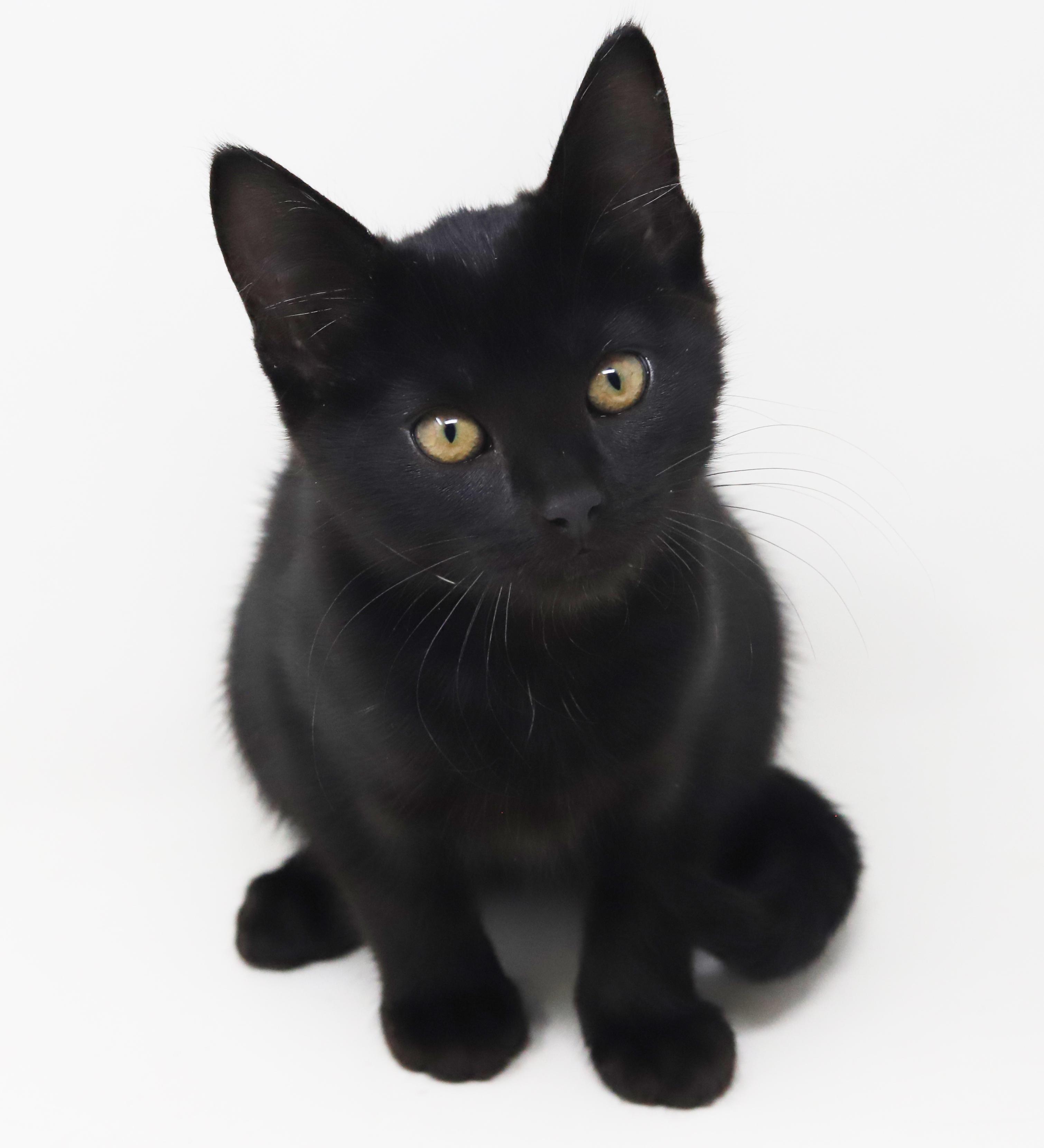Enlarge Julep is a JOY! Sweetest kitten ever!   , a Adoptable Bombay in Bedford Hills, NY image 5/6
