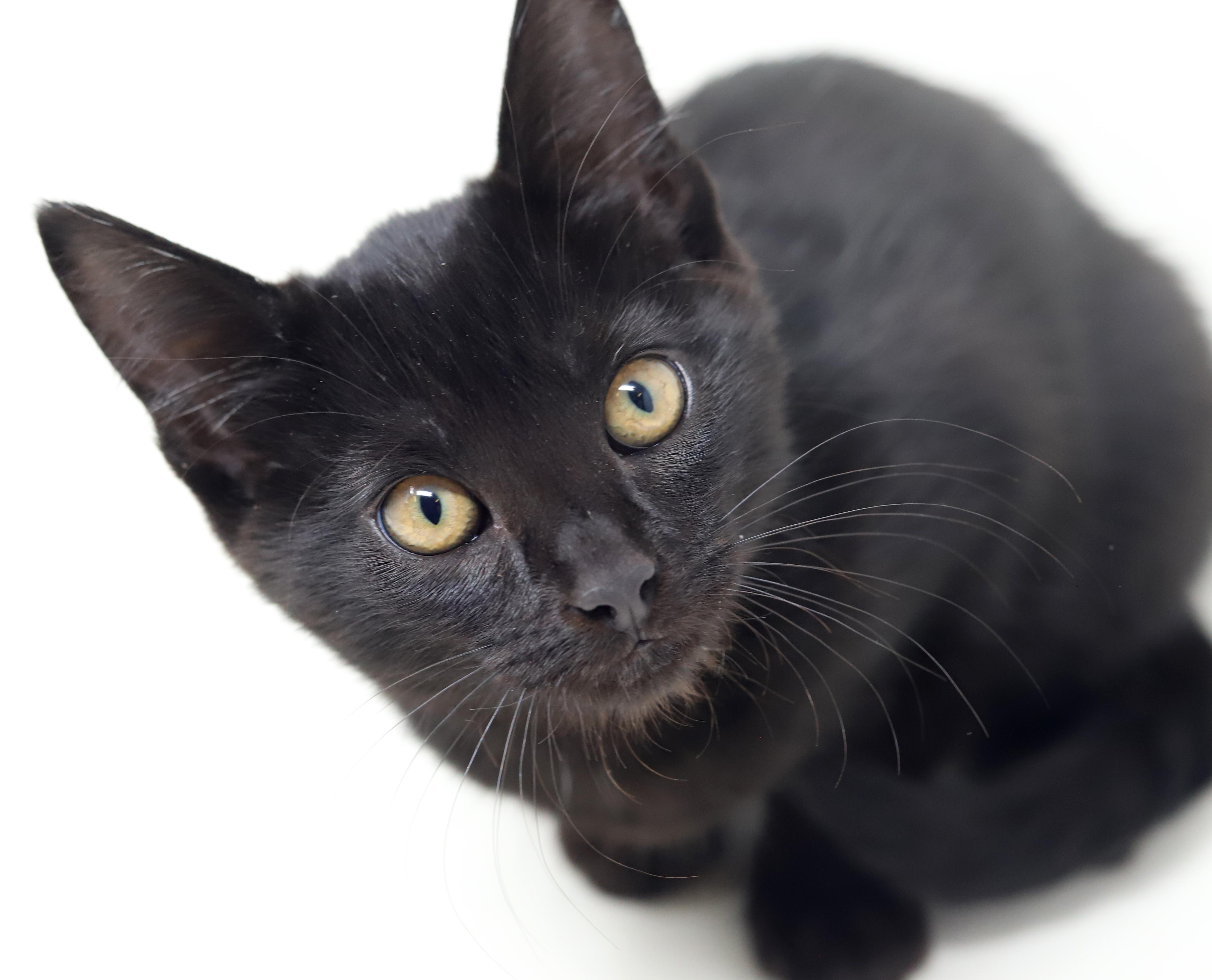 Enlarge Julep is a JOY! Sweetest kitten ever!   , a Adoptable Bombay in Bedford Hills, NY image 4/6