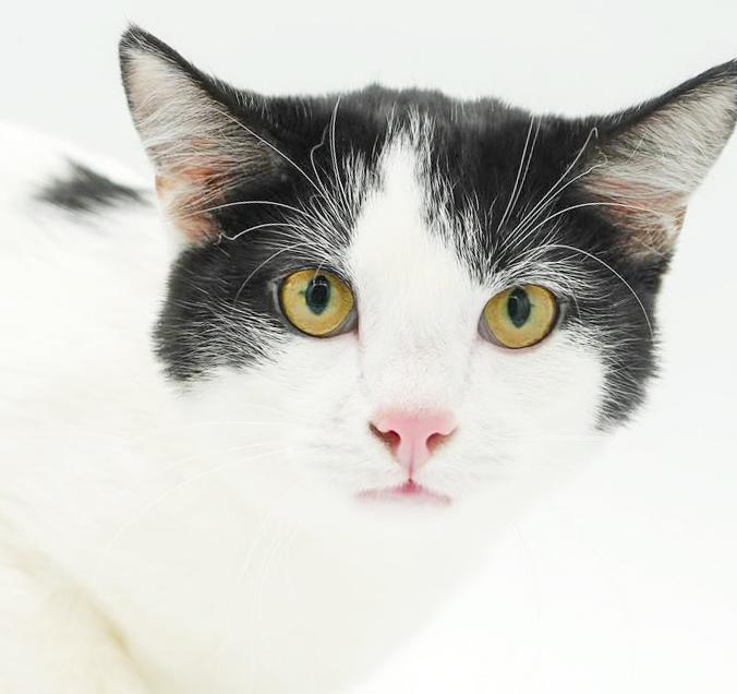 Enlarge Owen is only the SWEETEST and snuggliest!   Therapy kitten!  VIDEO!  Can go solo!, a Adoptable mixed breed in Bedford Hills, NY image 3/6