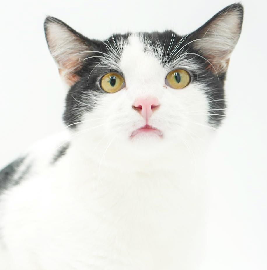 Owen is only the SWEETEST and snuggliest!   Therapy kitten!  VIDEO!  Can go solo!, Adoptable, Kitten Male Turkish Van & Tuxedo.