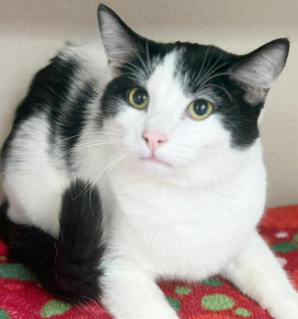 Enlarge Owen is only the SWEETEST and snuggliest!   Therapy kitten!  VIDEO!  Can go solo!, a Adoptable mixed breed in Bedford Hills, NY image 6/6