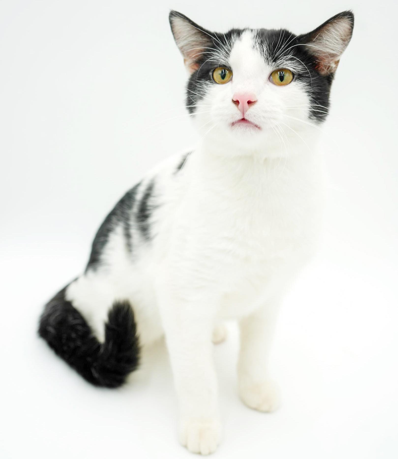 Enlarge Owen is only the SWEETEST and snuggliest!   Therapy kitten!  VIDEO!  Can go solo!, a Adoptable mixed breed in Bedford Hills, NY image 4/6