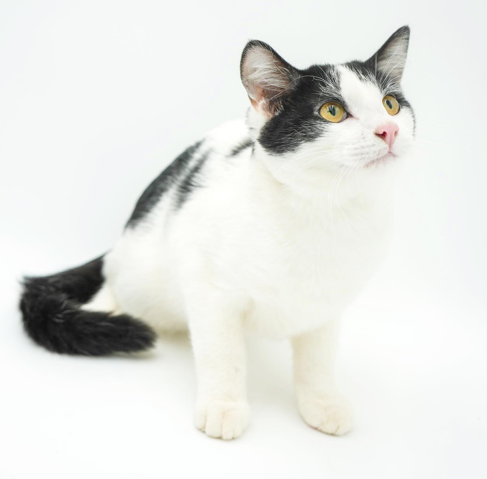 Enlarge Owen is only the SWEETEST and snuggliest!   Therapy kitten!  VIDEO!  Can go solo!, a Adoptable mixed breed in Bedford Hills, NY image 2/6