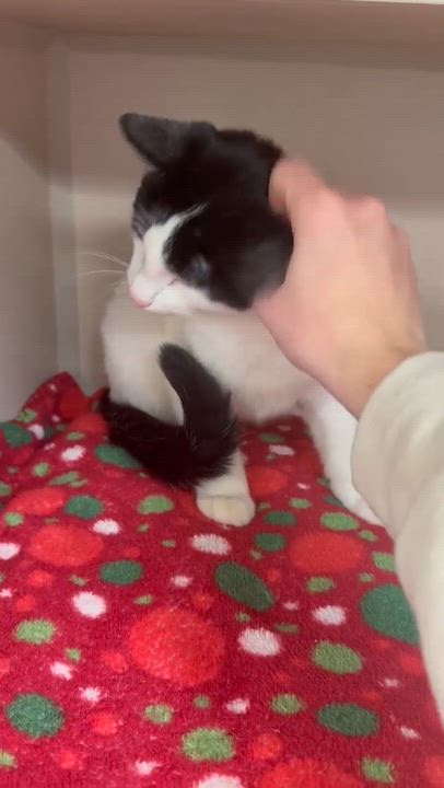 Enlarge Owen is only the SWEETEST and snuggliest!   Therapy kitten!  VIDEO!  Can go solo!, a Adoptable mixed breed in Bedford Hills, NY video 5/6