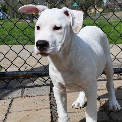 Enlarge Komet, a Adoptable Terrier in Johnson City, TN image 1/4
