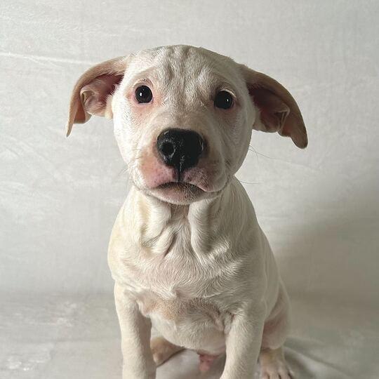 Komet, Adoptable, Puppy Male Terrier.