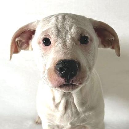 Enlarge Komet, a Adoptable Terrier in Johnson City, TN image 2/3