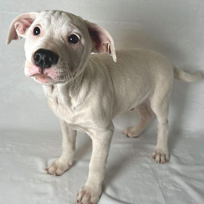 Enlarge Komet, a Adoptable Terrier in Johnson City, TN image 3/3