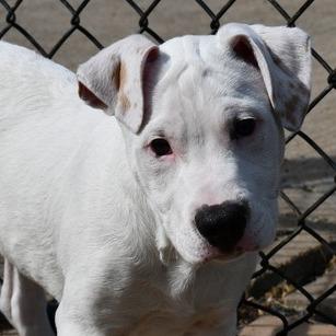 Enlarge Komet, a Adoptable Terrier in Johnson City, TN image 2/4
