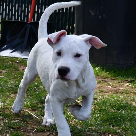 Enlarge Komet, a Adoptable Terrier in Johnson City, TN image 3/4