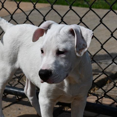 Enlarge Komet, a Adoptable Terrier in Johnson City, TN image 4/4