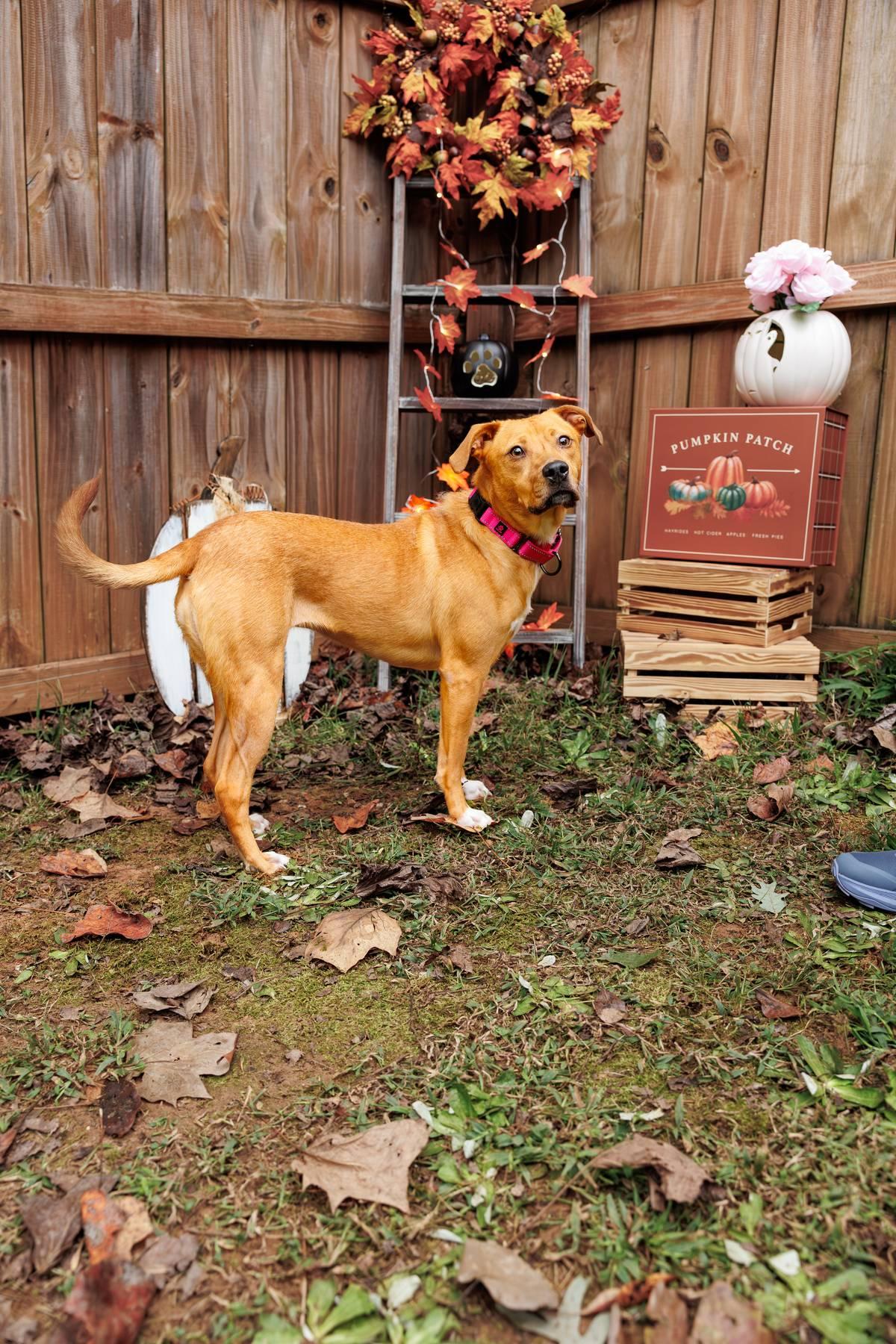 Mella, an adoptable Labrador Retriever, American Staffordshire Terrier in Sanford, NC, 27331 | Photo Image 1
