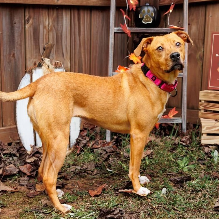 Mella, a Adoptable mixed breed in Sanford, NC image 1/4