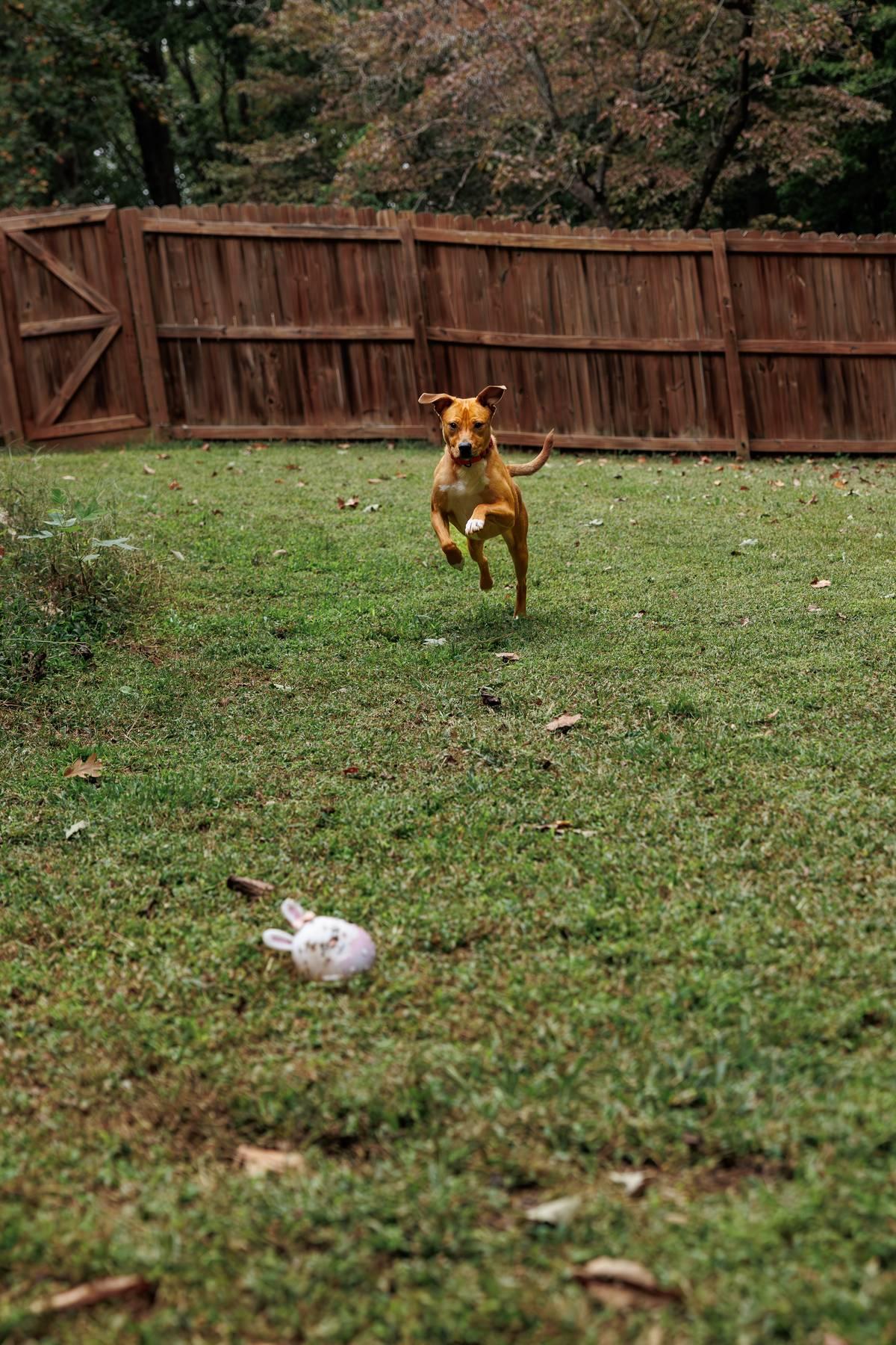 Mella, an adoptable Labrador Retriever, American Staffordshire Terrier in Sanford, NC, 27331 | Photo Image 3