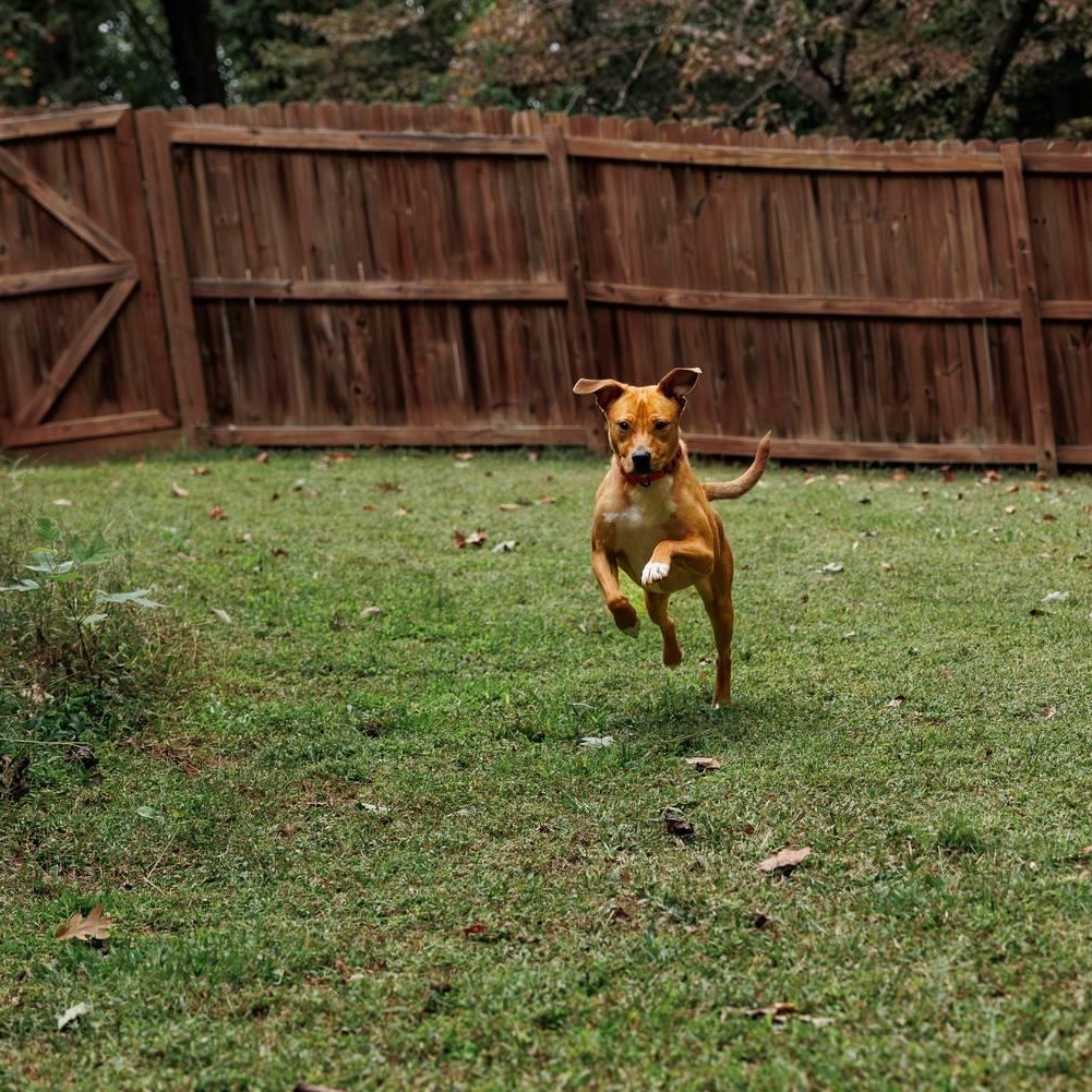 Mella, a Adoptable mixed breed in Sanford, NC image 3/4