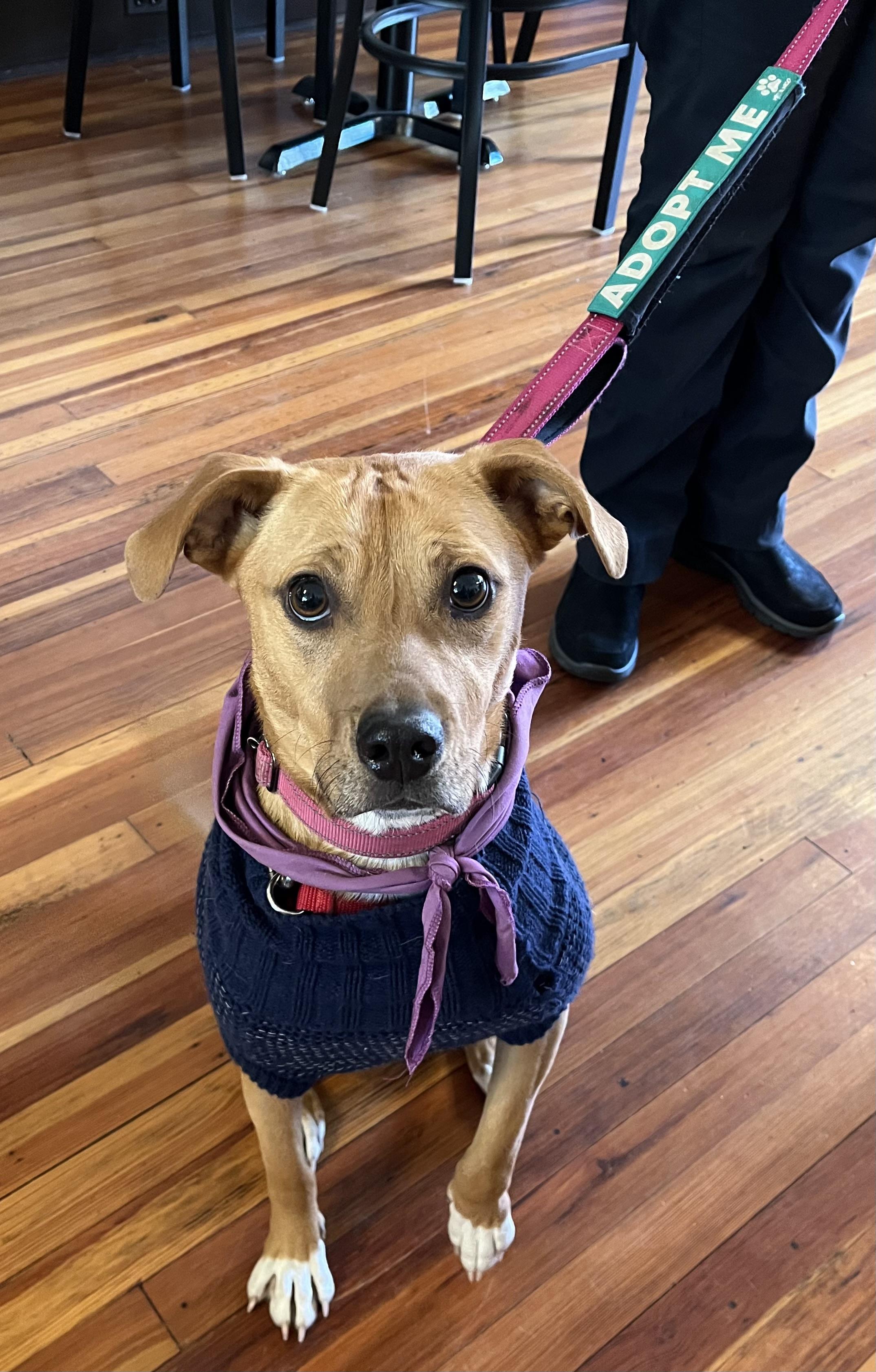 Enlarge Mella, a Adoptable mixed breed in Sanford, NC image 1/5