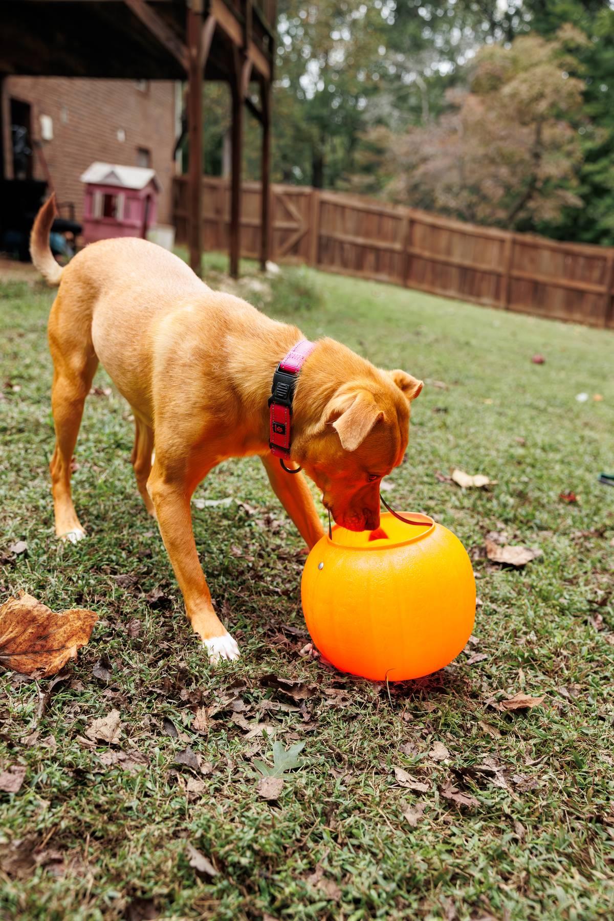 Mella, a Adoptable mixed breed in Sanford, NC image 4/4