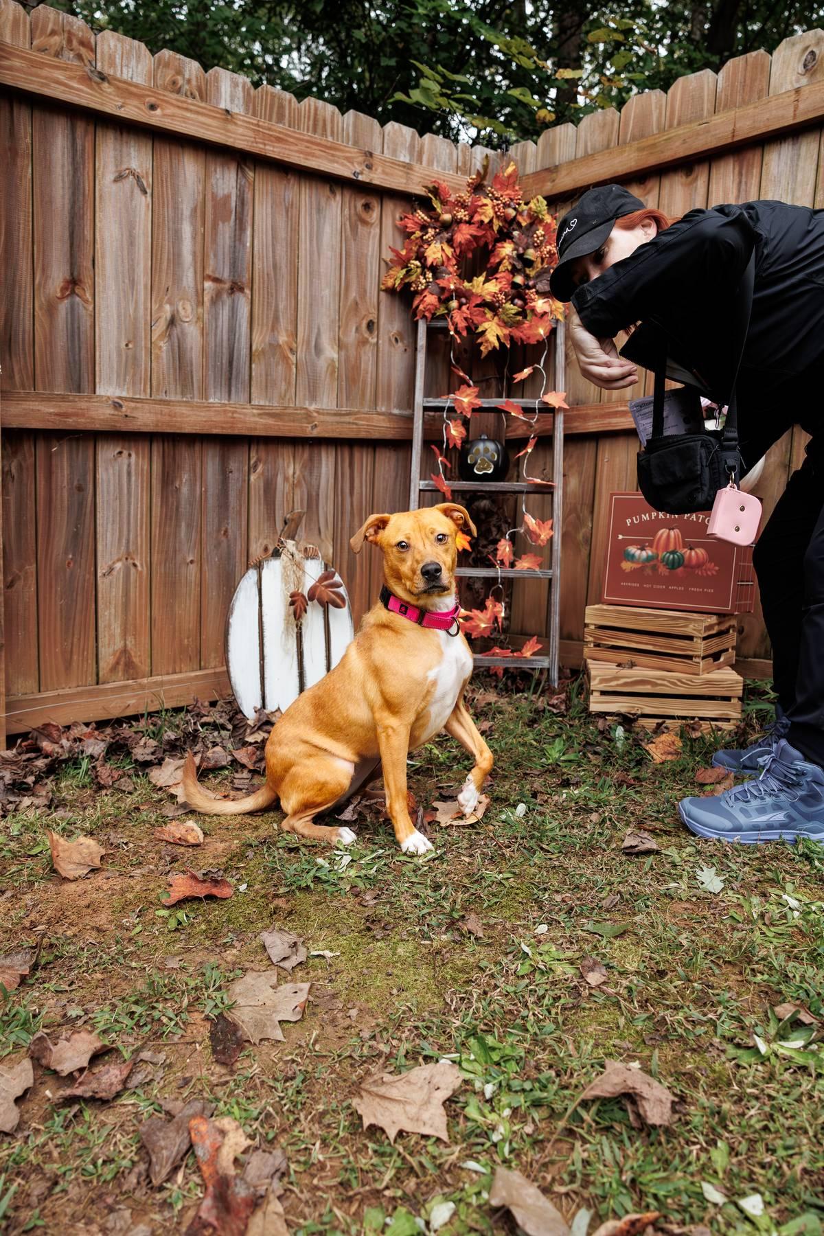 Mella, an adoptable Labrador Retriever, American Staffordshire Terrier in Sanford, NC, 27331 | Photo Image 2