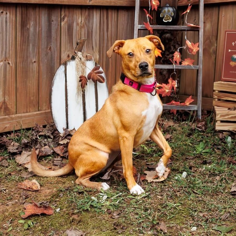 Mella, a Adoptable mixed breed in Sanford, NC image 2/4