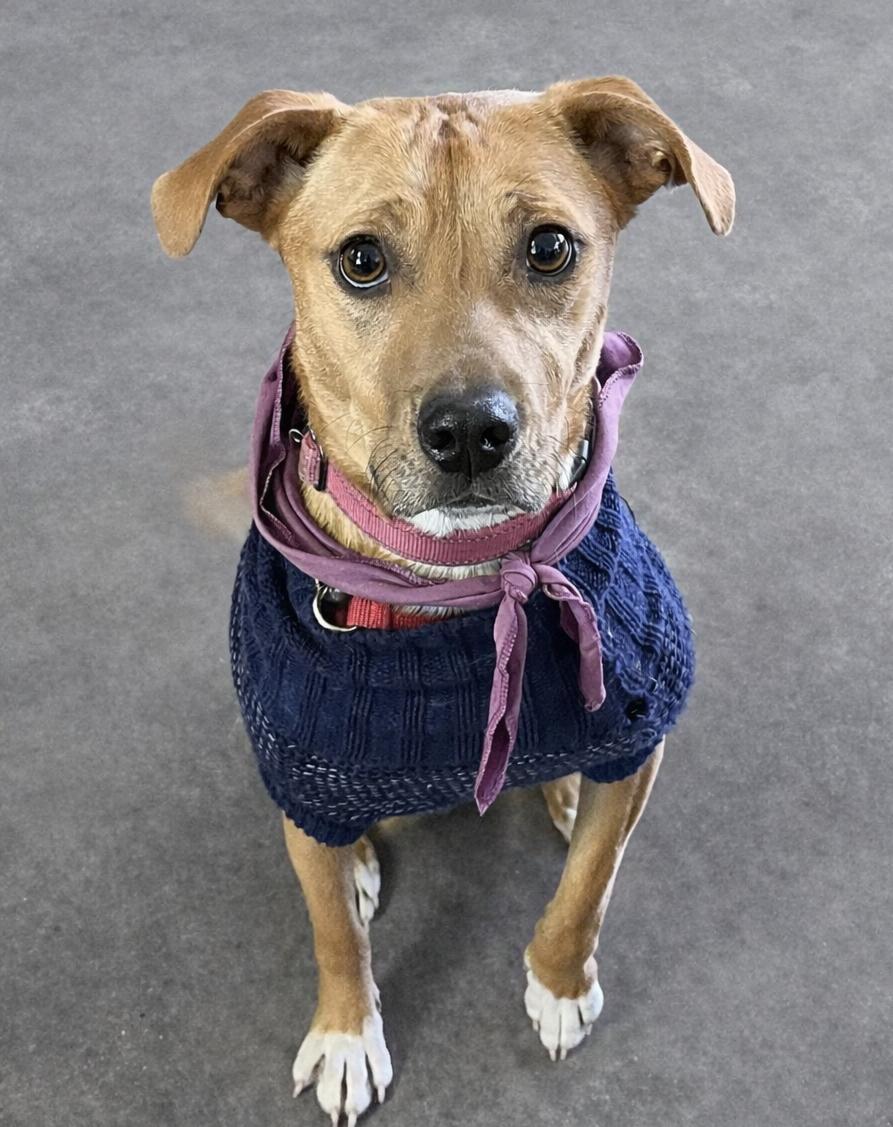 Enlarge Mella, a Adoptable mixed breed in Sanford, NC image 1/5