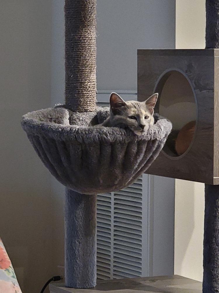 Enlarge Clara V, a Adoptable Domestic Short Hair in Cary, NC image 2/5