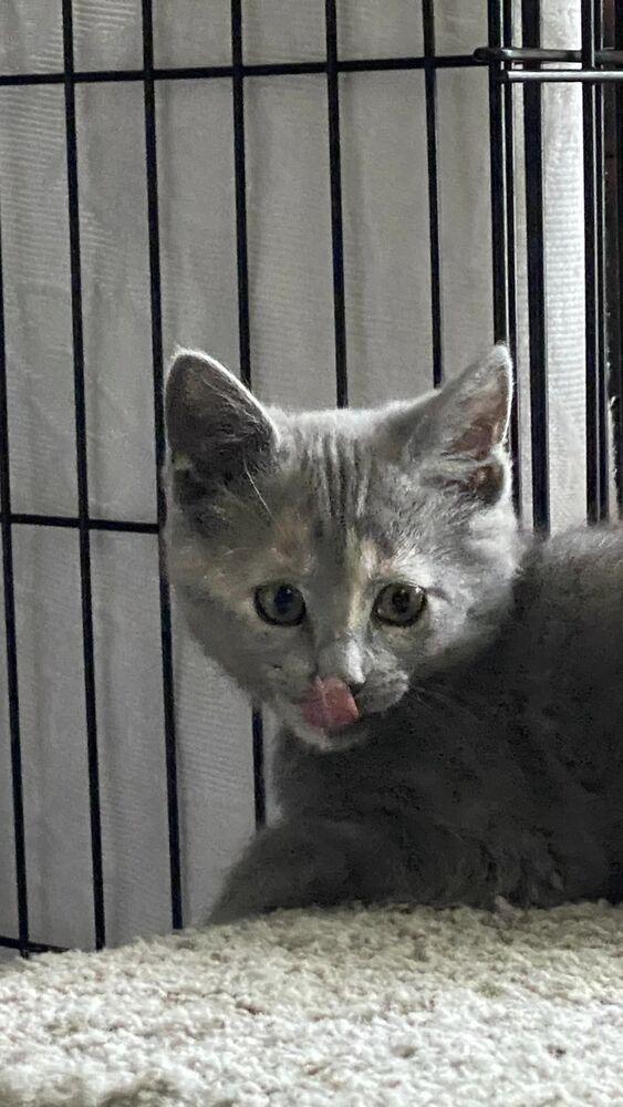 Enlarge Clara V, a Adoptable Domestic Short Hair in Cary, NC image 3/5