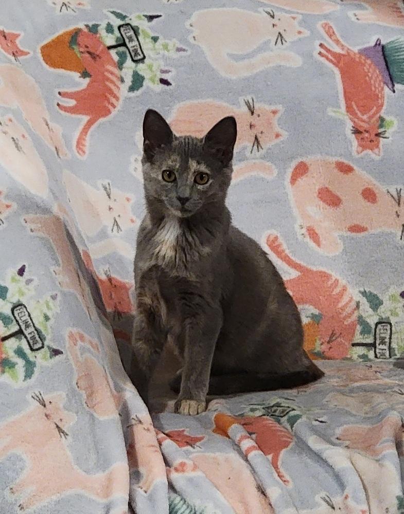 Enlarge Clara V, a Adoptable Domestic Short Hair in Cary, NC image 4/5